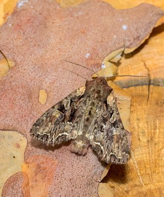 Pale-shouldered brocade (Lacanobia thalassic)