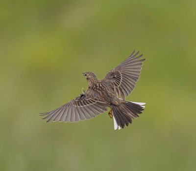 Meadow Pipit