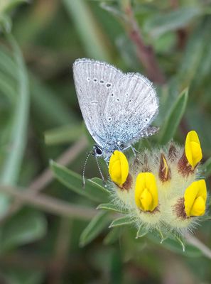 Small Blue (Cupido minimus)