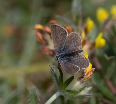 Small Blue (Cupido minimus)