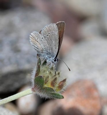 Small Blue (Cupido minimus)