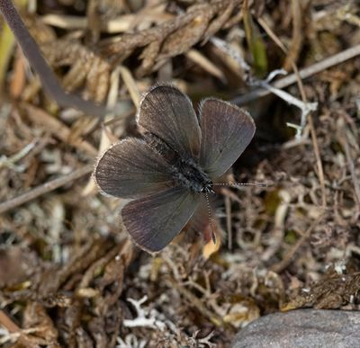 Small Blue (Cupido minimus)