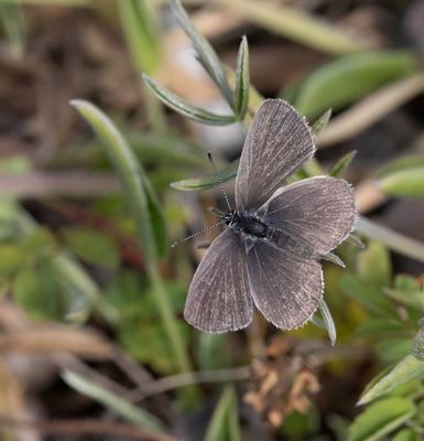 Small Blue (Cupido minimus)