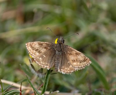 Dingy Skipper (Erynnis tages)