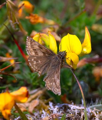 Dingy Skipper (Erynnis tages)