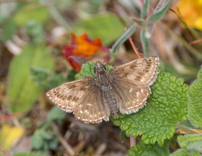 Dingy Skipper (Erynnis tages)