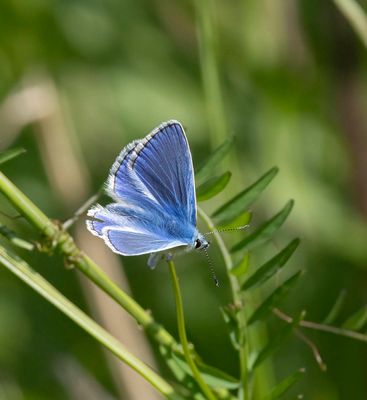 Common Blue (Polyommatus icarus)