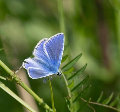 Common Blue (Polyommatus icarus)