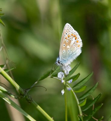 Common Blue (Polyommatus icarus)