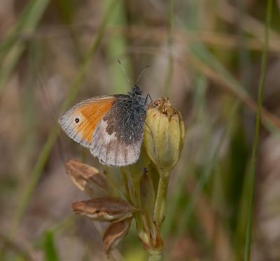 Small Heath (Coenonympha pamphilus)