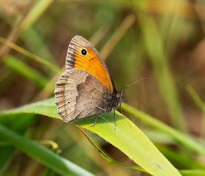 Meadow Brown (Maniola Justina)