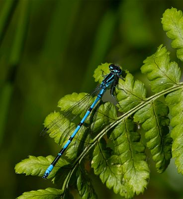 Azure Damselfly (Coenagrion paella)