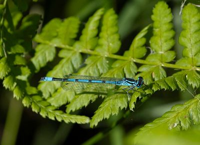 Azure Damselfly (Coenagrion paella)