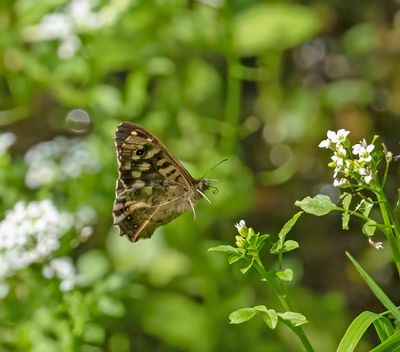Speckled Wood (Pararge aegeria)