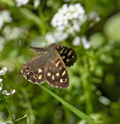 Speckled Wood (Pararge aegeria)