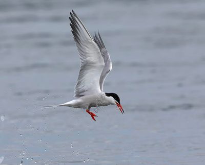 Common Tern