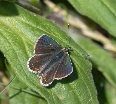 Northern Brown Argus (Aricia artaxerxes)