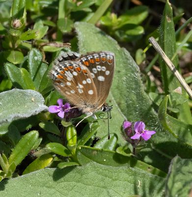 Northern Brown Argus (Aricia artaxerxes)