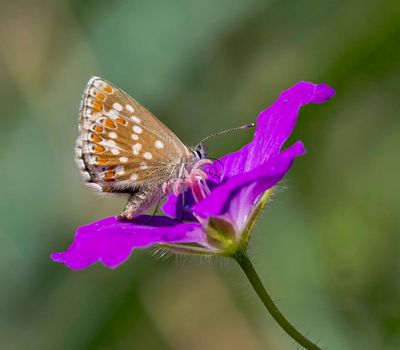 Northern Brown Argus (Aricia artaxerxes)