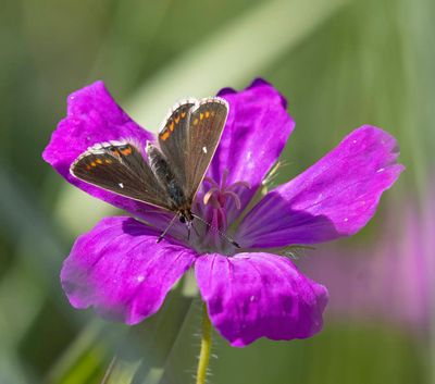 Northern Brown Argus (Aricia artaxerxes)