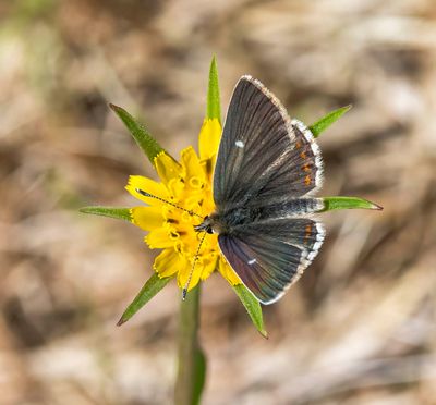 Northern Brown Argus (Aricia artaxerxes)