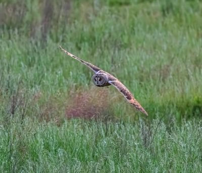 Long-eared Owl