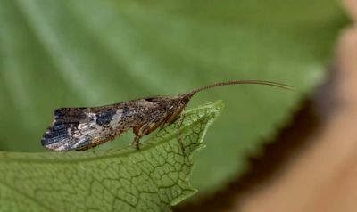 Caddisfly (Agrypnia pagetana)