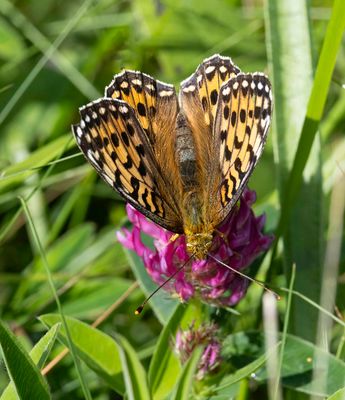 Dark Green Fritillary (Speyeria aglaja)