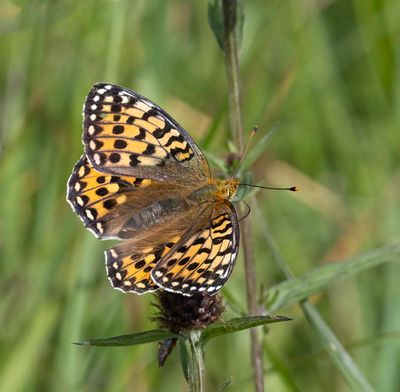 Dark Green Fritillary (Speyeria aglaja)