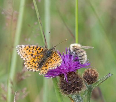Small Pearl-bordered Fritillary (Boloria selene)