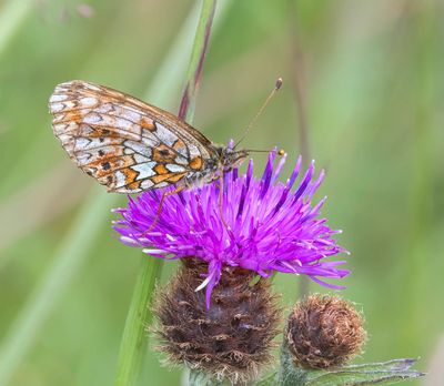 Small Pearl-bordered Fritillary (Boloria selene)