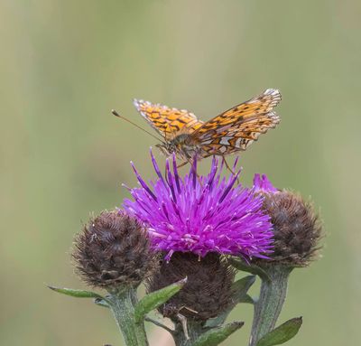 Small Pearl-bordered Fritillary (Boloria selene)