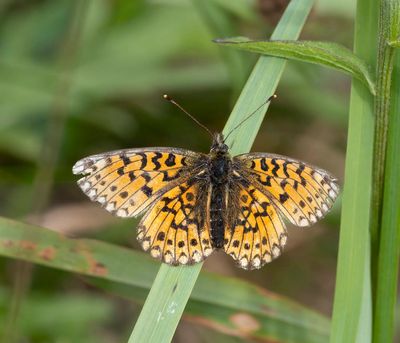 Small Pearl-bordered Fritillary (Boloria selene)