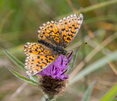Small Pearl-bordered Fritillary (Boloria selene)