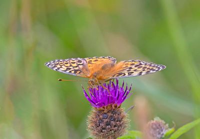 Small Pearl-bordered Fritillary (Boloria selene)