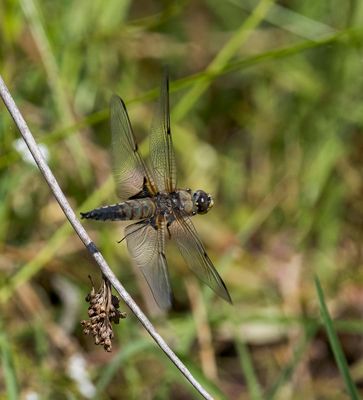 Four-spotted Chaser (Libellula quadrimaculata)