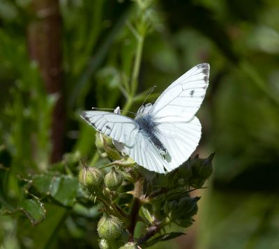 Small White (Pieris rapae)