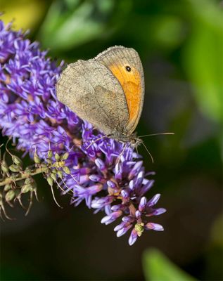 Meadow Brown (Maniola jurtina)