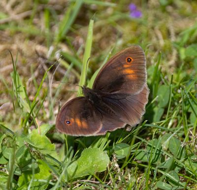 Meadow Brown (Maniola jurtina)