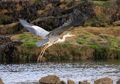 Grey Heron