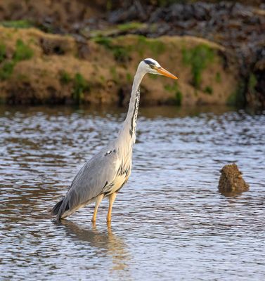 Grey Heron