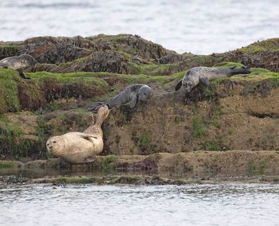 Harbour Seal and pups