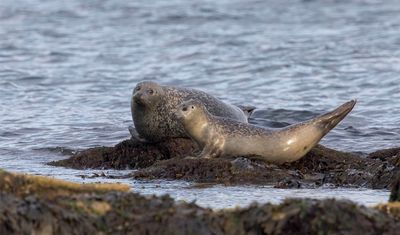 Harbour Seal and yearling