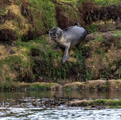 Harbour seal pup