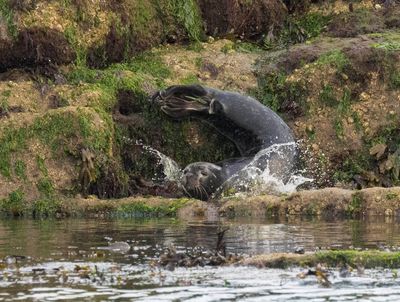 Harbour seal pup