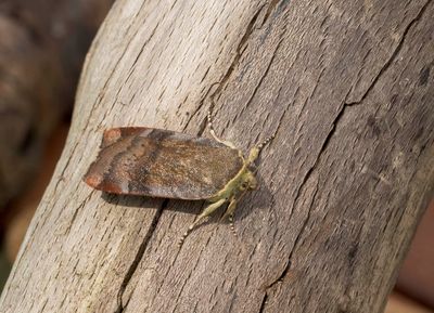 Lesser Broad-bordered Yellow Underwing 