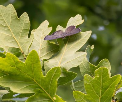 Purple Hairstreak (Favonius quercus)