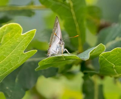 Purple Hairstreak (Favonius quercus)