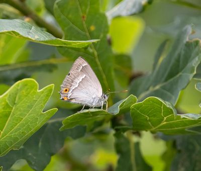 Purple Hairstreak (Favonius quercus)