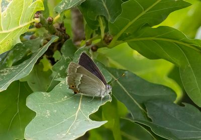 Purple Hairstreak (Favonius quercus)